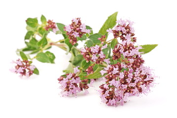 Thyme