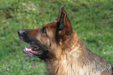 portrait de profil d'un berger allemand,german shepherd dog