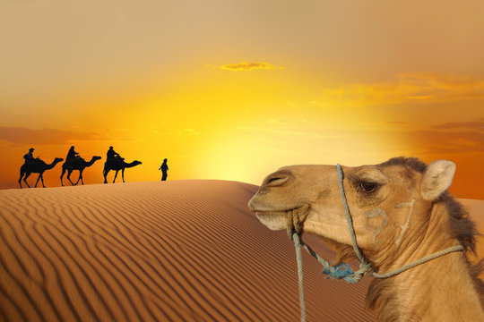 Fototapeta Travel with camel