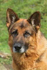 portrait d'un berger allemand, Deutsche Schäferhund