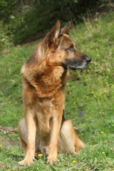 berger allemand assis, tête tournée