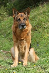 berger allemand assis à l'air pensif