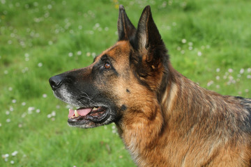 tête de profil d'un berger allemand, perro de pastor aleman