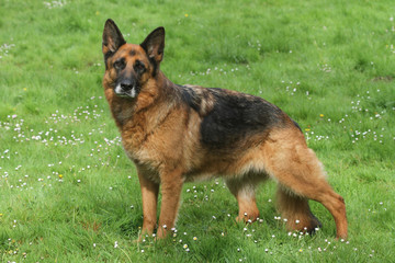 berger allemand de profil - australian shepherd