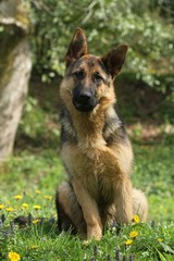 berger allemand assis très expressif
