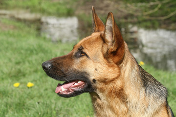 tête de berger allemand de profil - german shepherd dog