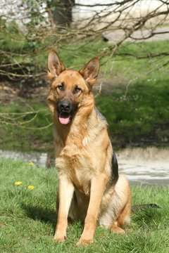 berger allemand, german shepherd dog,pastore tedesco