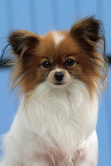 épagneul nain continental, continental toy spaniel