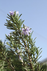 Rosemary branch