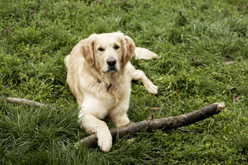 Golden retriever lying in the grass