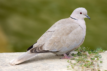 Collared Dove