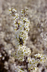 Blackthorn