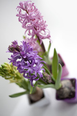 Fototapeta na wymiar Hyacinths