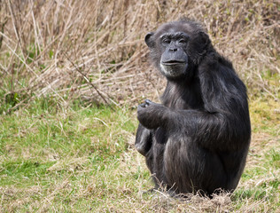 Chimpanzee sitting and looking at the camera