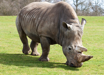 Plakaty  Widok z przodu pasącego się białego nosorożca