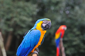 ルリコンゴウインコ