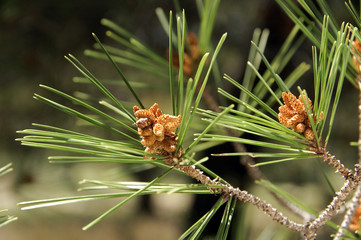 pine tree leaves