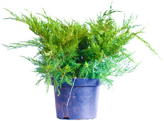 Juniper on a white background
