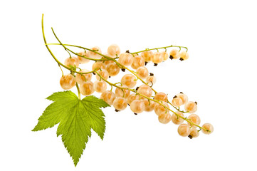 white currant isolated
