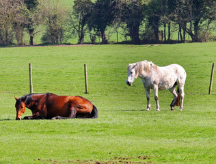 Obraz premium Grazing Horses in an Engliah meadow