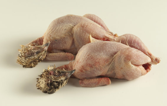 plucked quail (Gerupfte Wachteln)