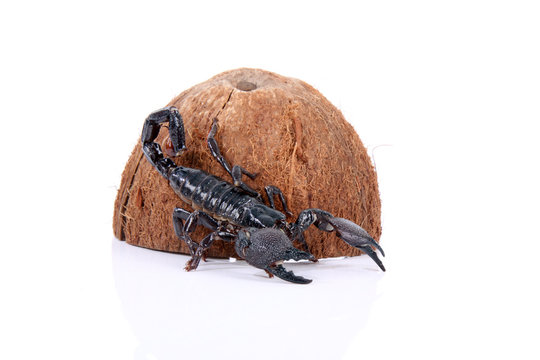 Skorpion mit Kokosnuss