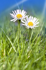 Daisy flowers with blue sky