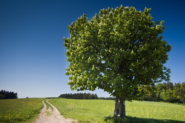 Baum mit Weg