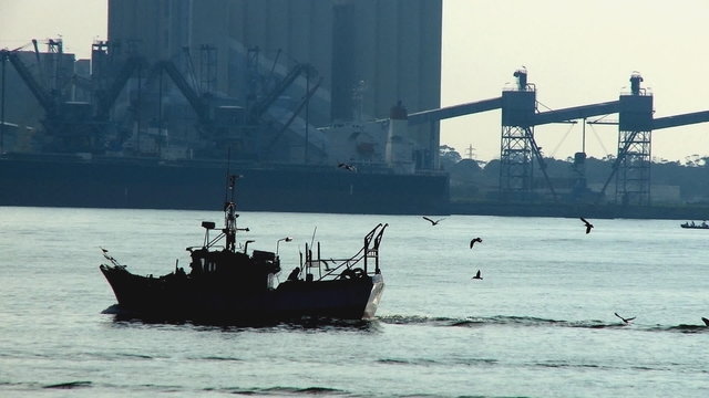 Fishing boat return with seagulls following
