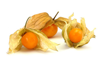 Physalis