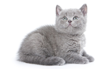 Obraz premium British kitten on white background