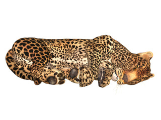 leopard