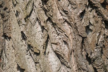 Texture from a tree bark