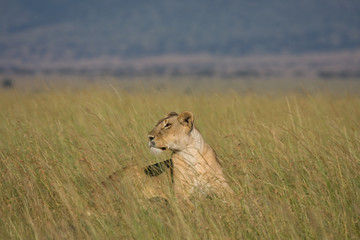 Leonessa nella Savana Africana