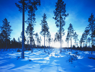Winterwald