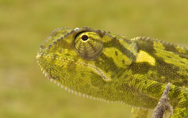 Chamäleon