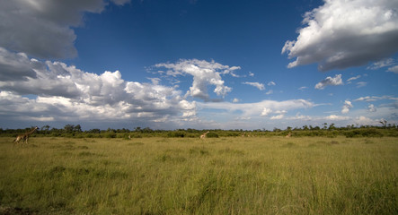 Panorama savana africana con giraffe