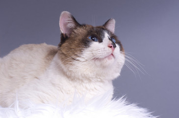 Fototapeta na wymiar joli chat aux yeux bleus sur fond gris