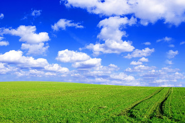 Green field and blue sky conceptual image.