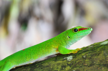 Madagascar day gecko