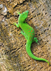 Madagascar day gecko