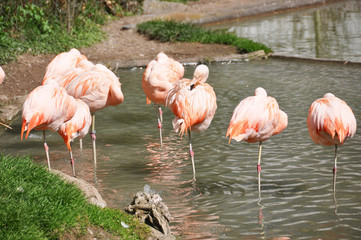 Flamingos