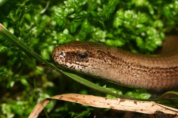 Blindschleiche