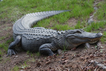 alligator in Port Royal