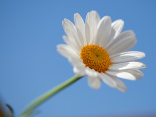 Fototapeta premium daisy with blue sky