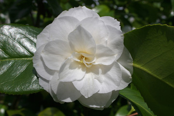 camellia