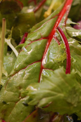 salad with fresh leaves