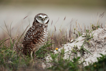 Burrowing Owl