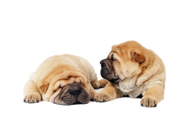 two sharpei puppy dogs