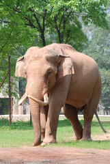 Fototapeta premium elephant walking